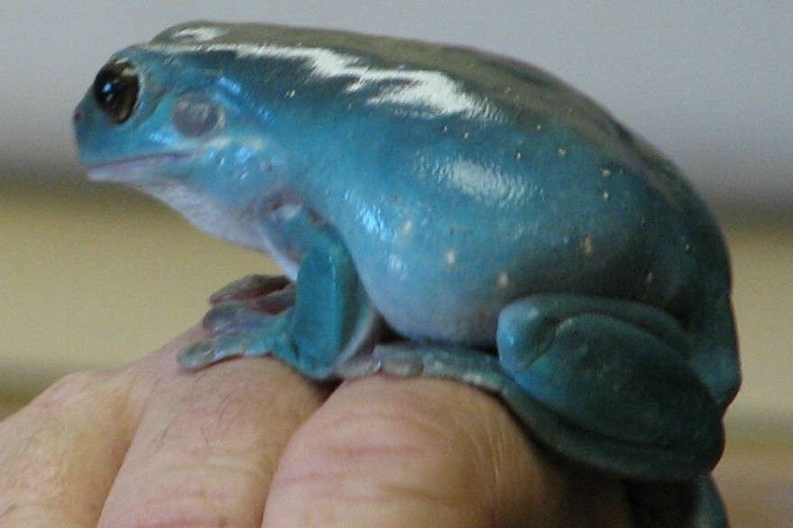 [bluefrog2.jpg]