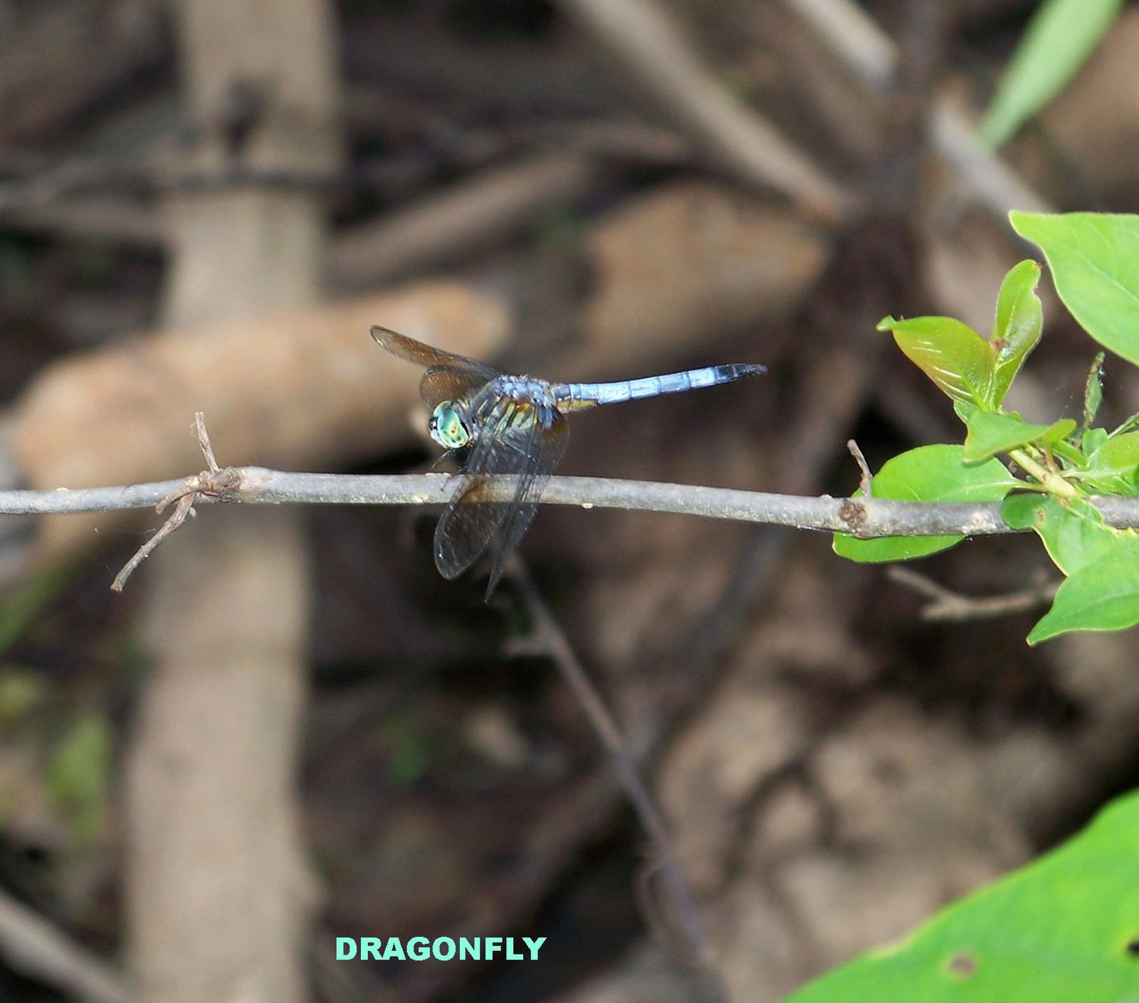 [Swamp-dragonfly.jpg]