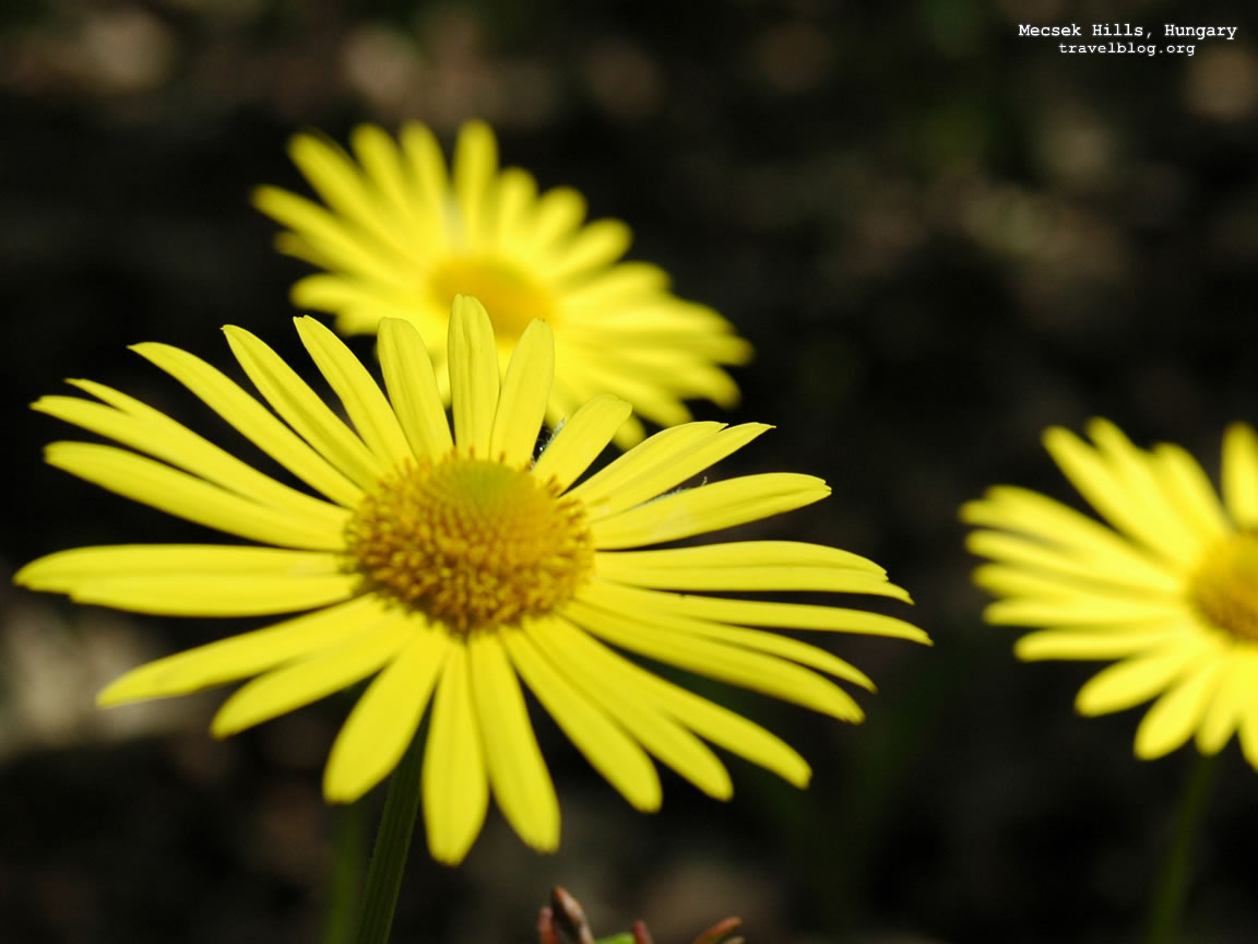 [tb_mecsek_yellow_flower.jpg]