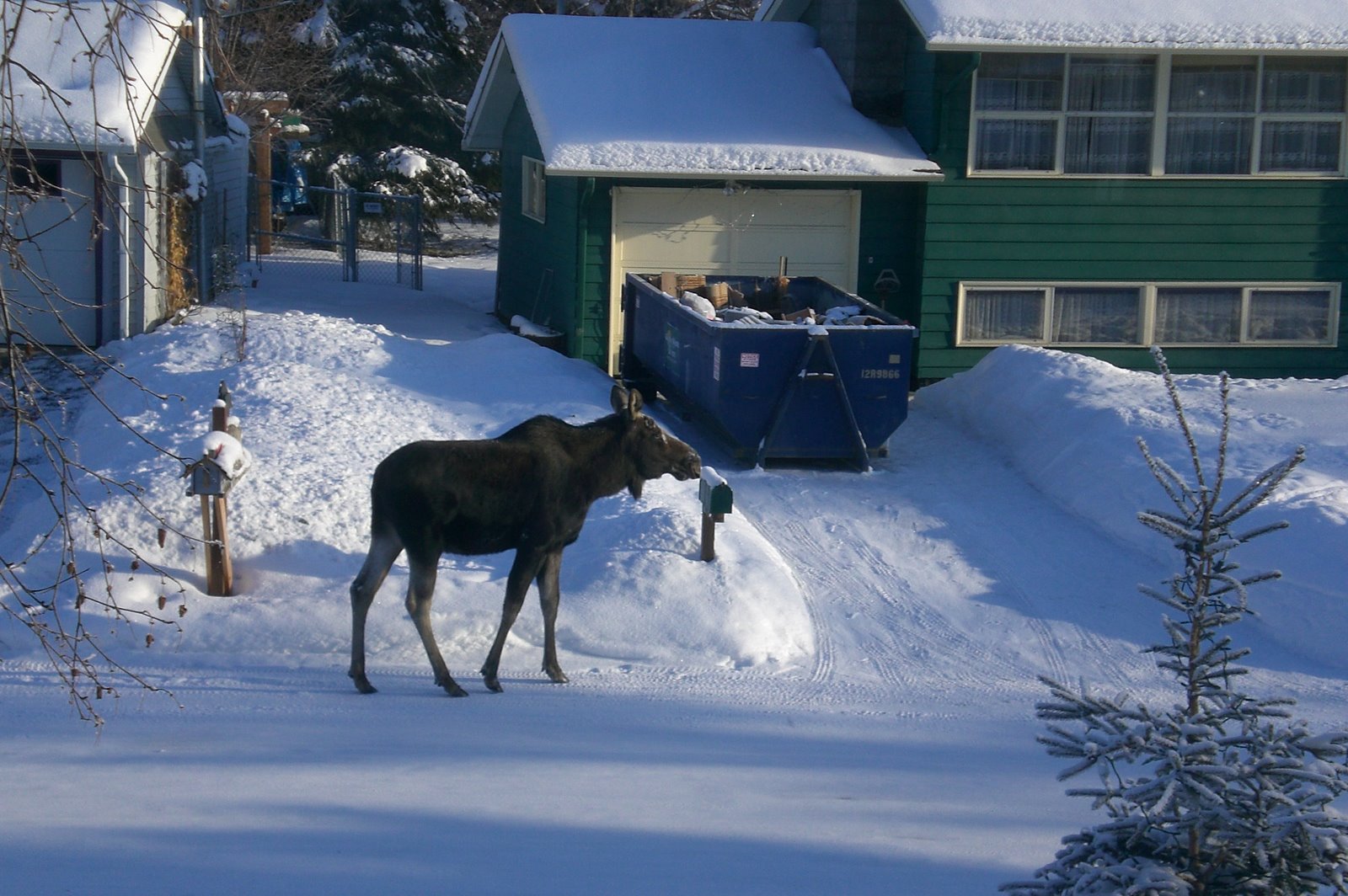 [Moose+out+Front.JPG]