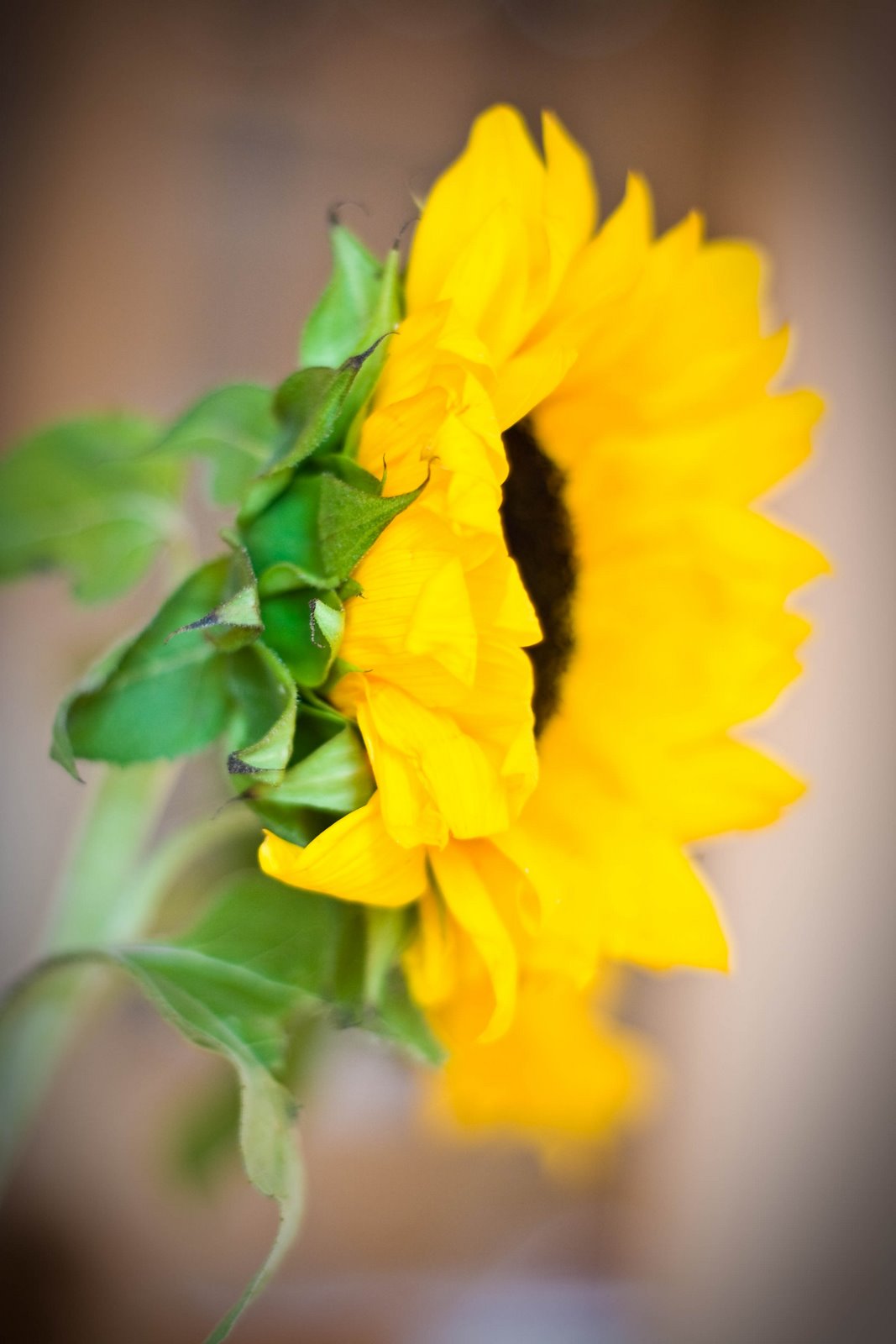 [Sunflower+(4+of+6).jpg]