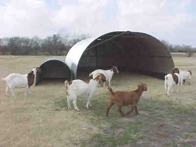 [huts+and+goats.jpg]