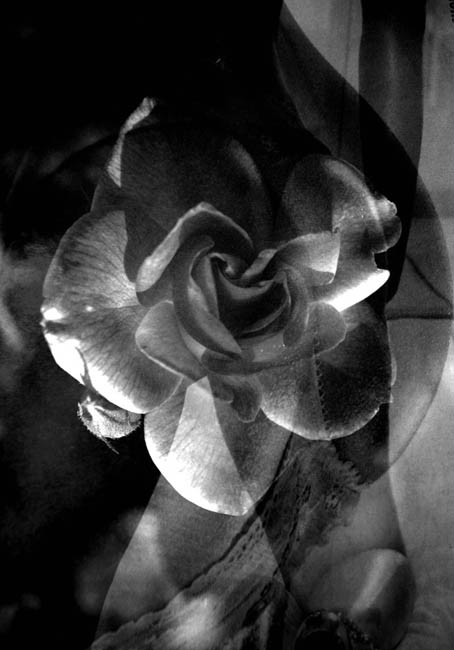 [Promise+Me+A+Rose+Garden+Blogger+Web+Shot.jpg]