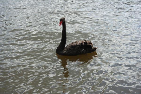 [black+swan.jpg]