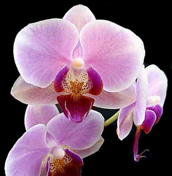 [Orchid+1.jpg]