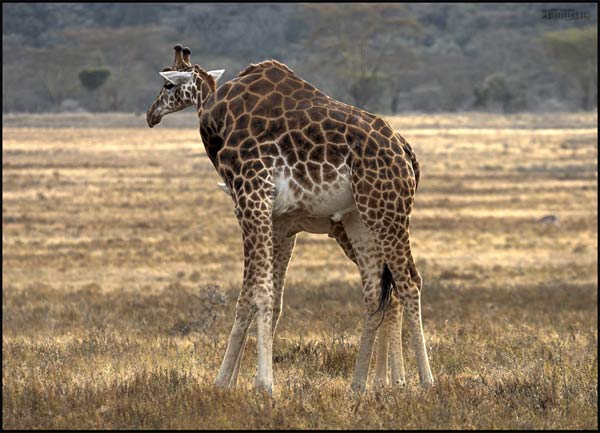 [Giraff-evolusjon.jpg]
