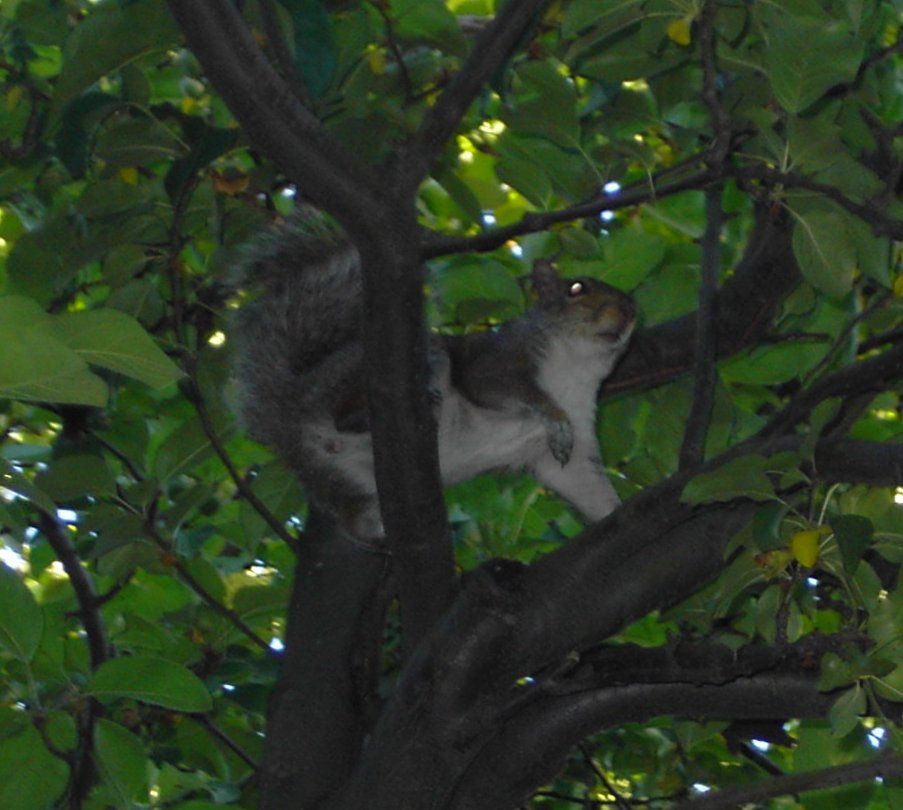[tree-squirrel.jpg]
