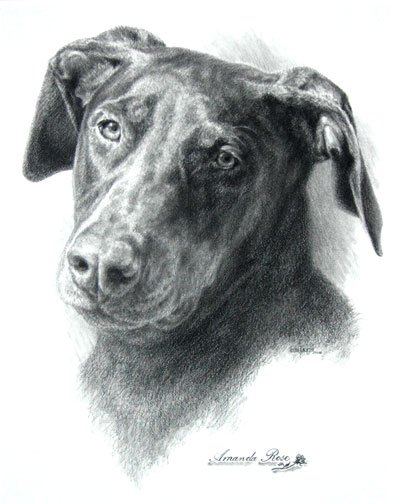 [Doberman-Dog-Portrait-by-Le.jpg]