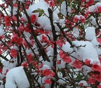 [Snow+&+Blossom.jpg]