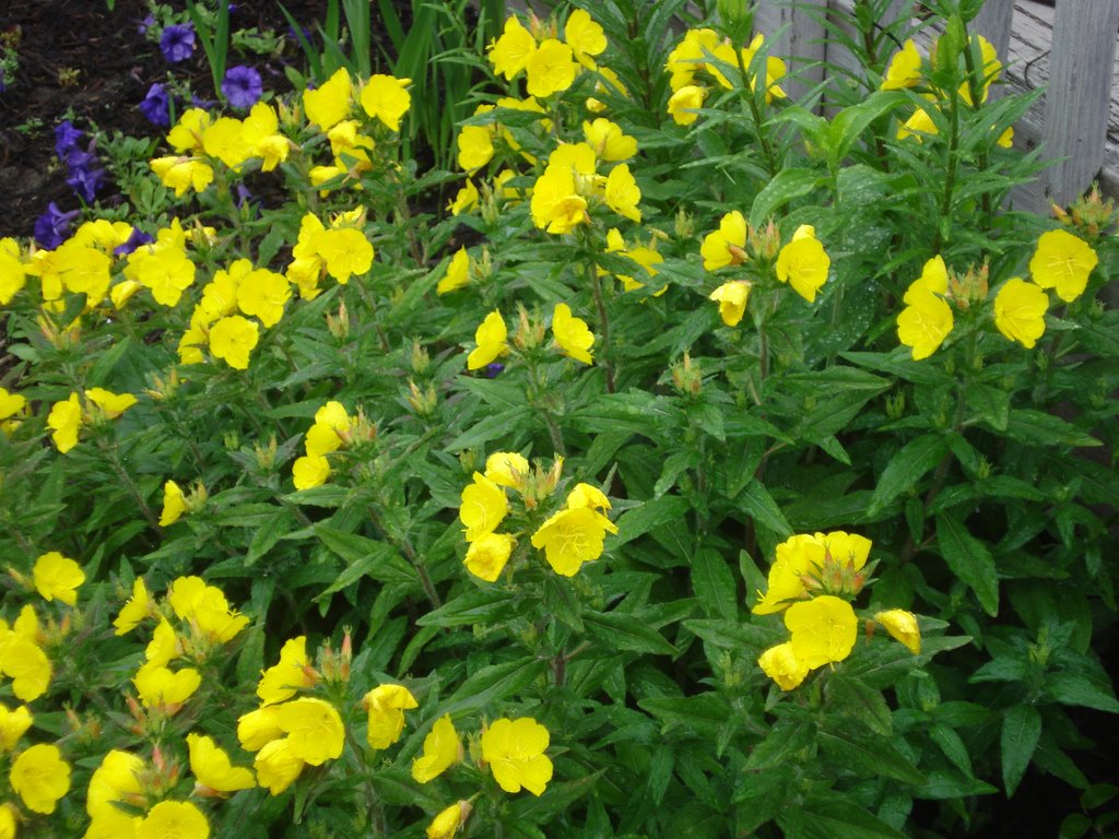 [Mom's+Yellow+Flowers+in+Leanne's+Garden.jpg]