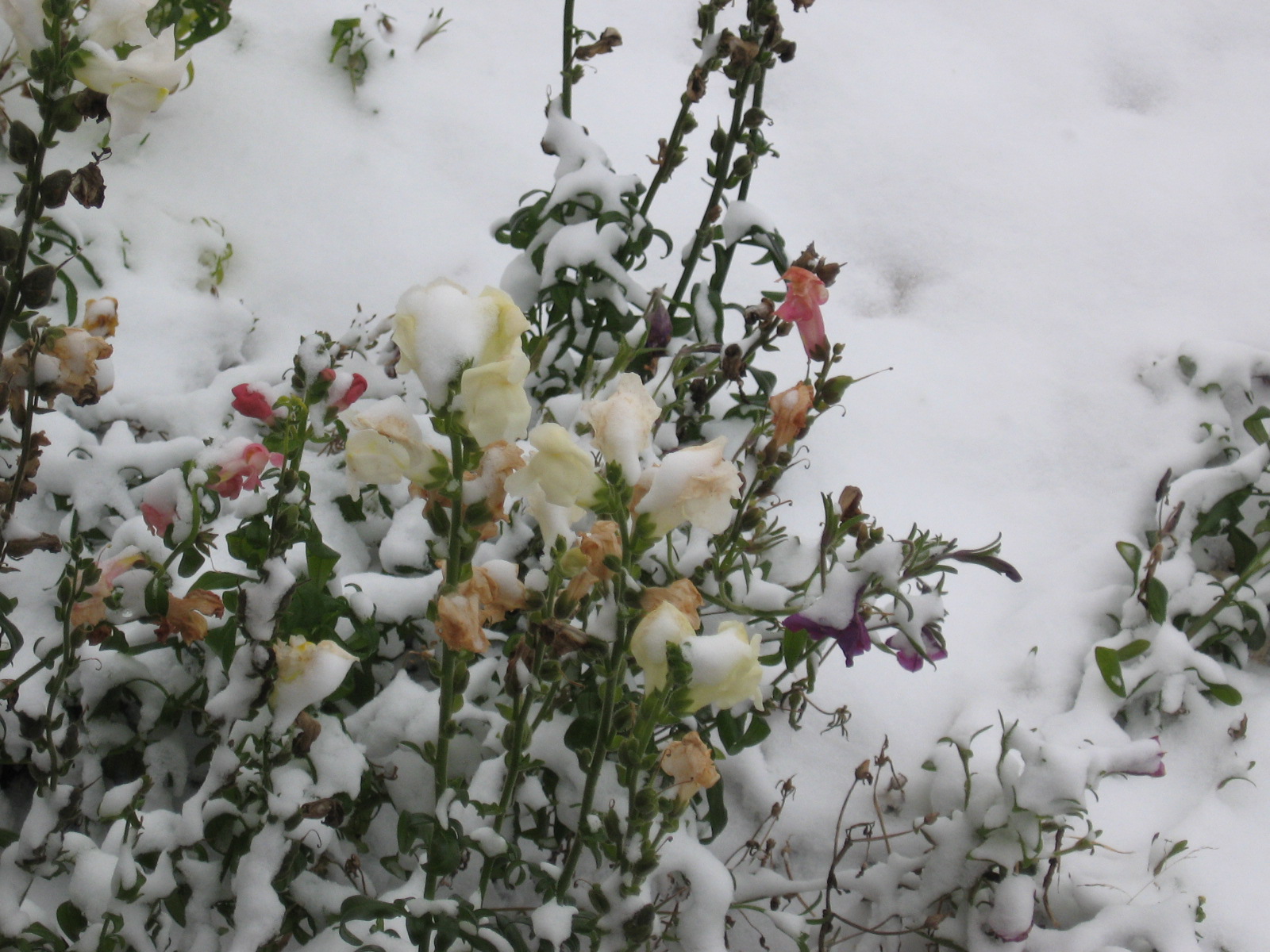[snow+on+flowers.JPG]
