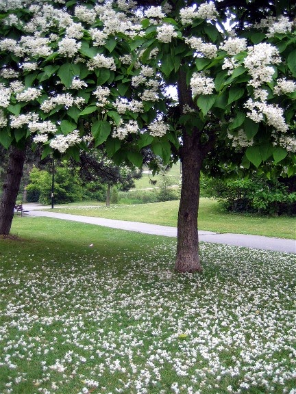 [White Flowers Falling from Tree.jpg]