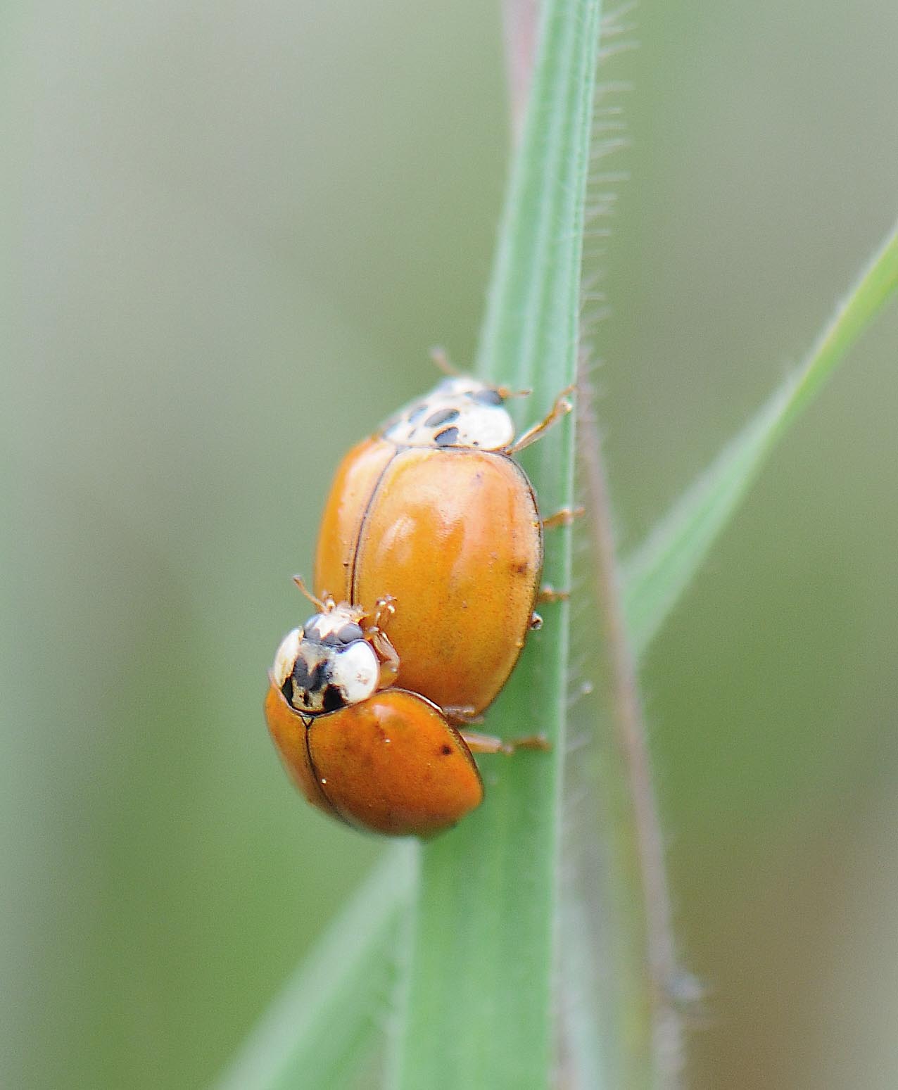 [asian+ladybugs.jpg]