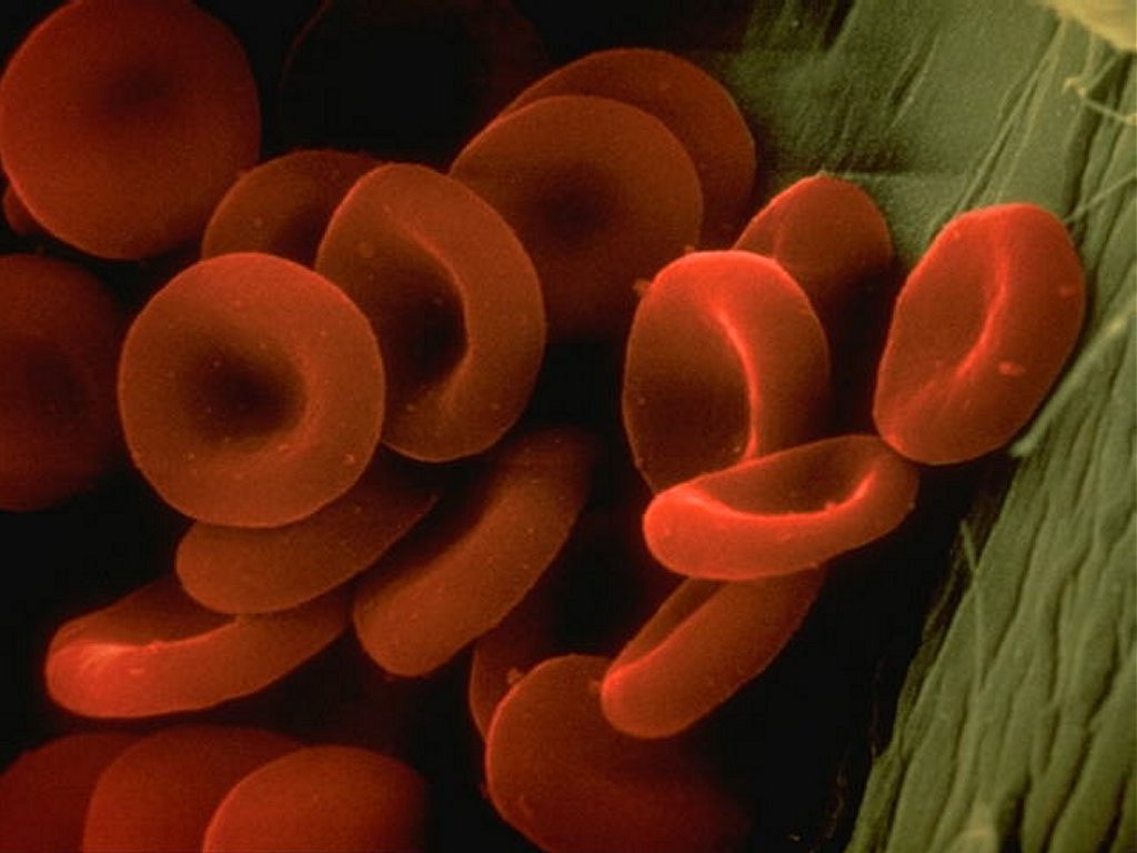 [red_blood_cells.jpg]