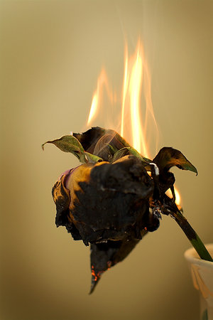 [burnt_flowers_fallen_by_mci.jpg]