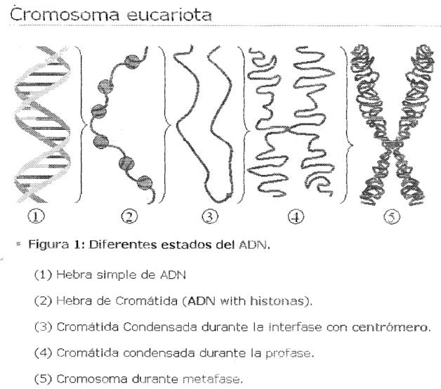 [Cromosoma+.jpg]