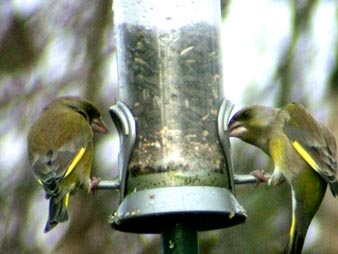 [greenfinches.jpg]