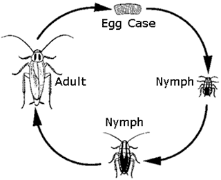 [cockroach-life-cycle.gif]