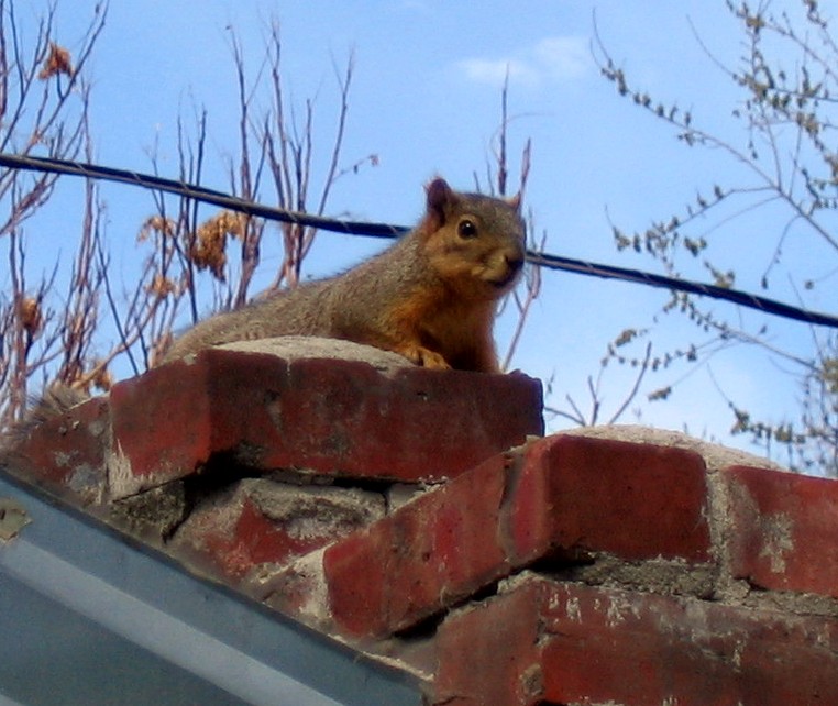 [Squirrel+on+guard.JPG]