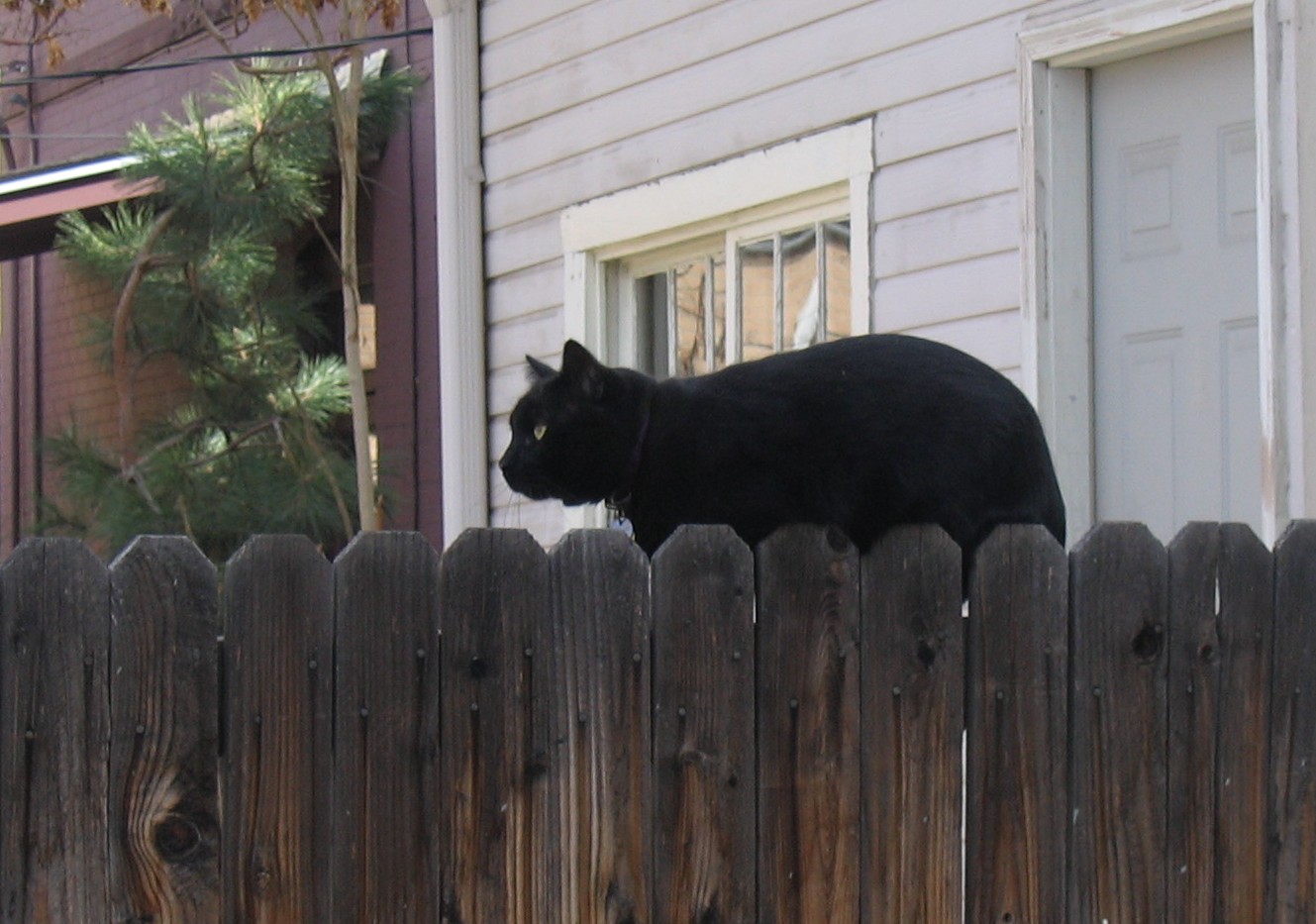 [Max+on+the+fence.JPG]