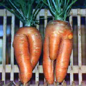 [carrot-man-and-woman.jpg]