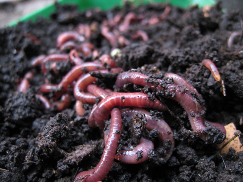 [worms.jpg]