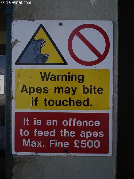 [warning-apes-may-bite-if-touched.jpg]