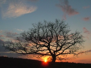 [tree&sun.jpg]