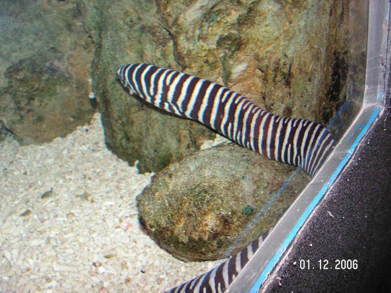 [zebra+eel.jpg]