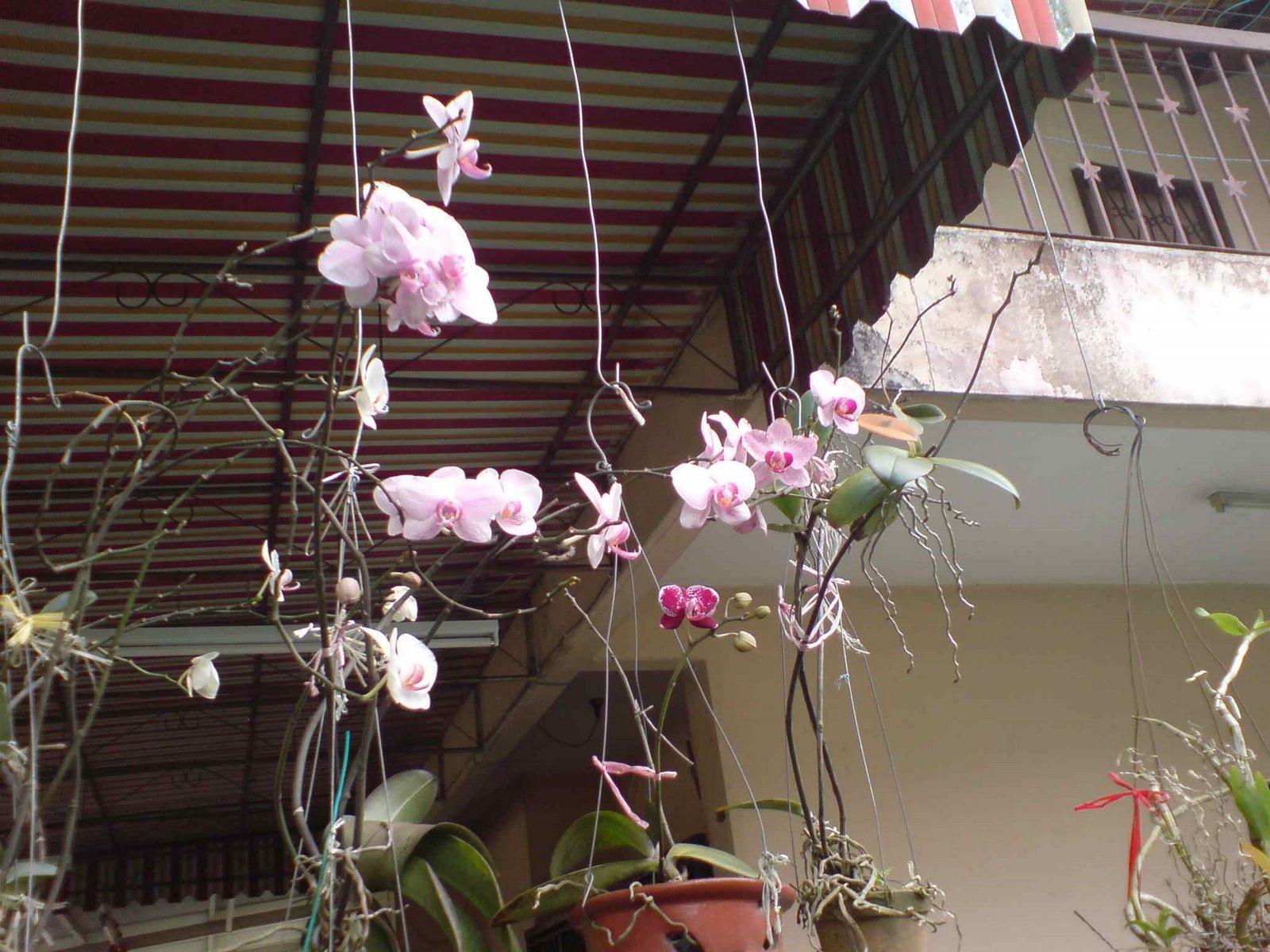 [white+orchids.jpg]