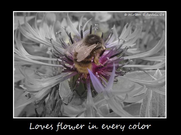 [Loves+flower.jpg]