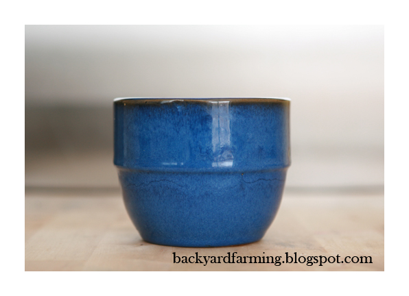 [backyard+farming+blue+pot.jpg]