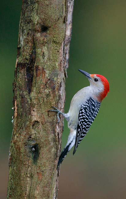 [Red-bellied+Woodpecker.jpg]