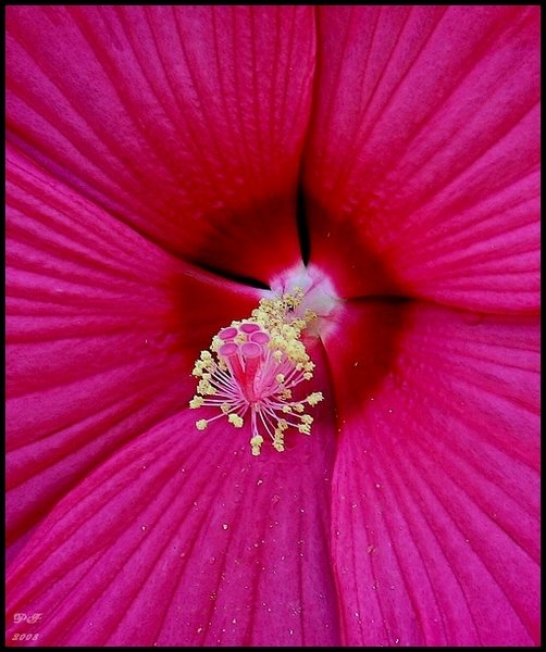 [hibiscus2a.jpg]