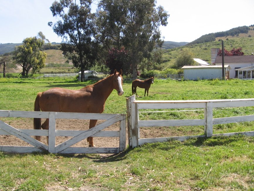 [Horses+on+the+Ranch+in+Cali.jpg]