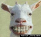 [Smiling+goat.jpg]