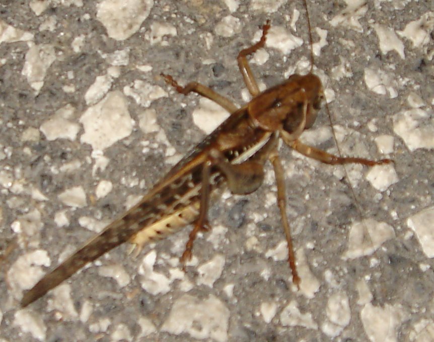 [grasshopper.jpg]