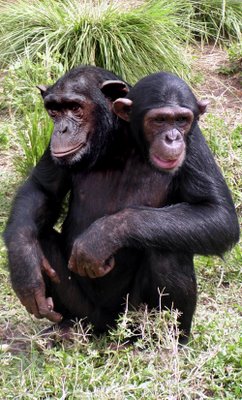 [Chimpanzee-22547.jpg]