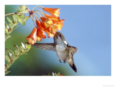 [OSFOM-00002107-001~Volcano-Hummingbird-Male-at-a-Climbing-Lily-Forest-Edge-800M-Costa-Rica-Posters.jpg]