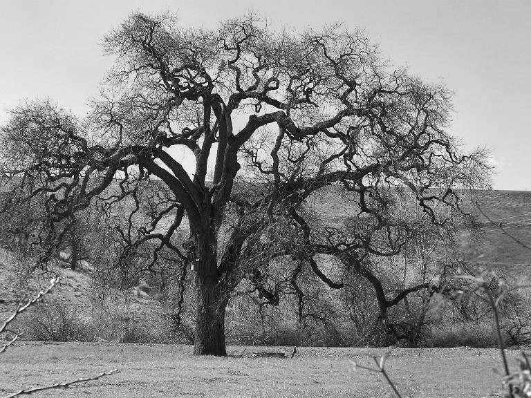 [black+and+white+oak.jpg]