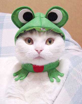 [frogcat.jpg]