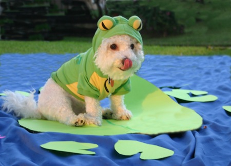 [frogdog.jpg]