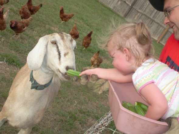 [blog+e+feeding+goat.jpg]