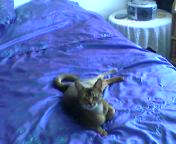 [cat+on+bed.jpg]