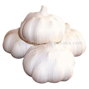 [Garlic.jpg]