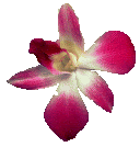 [orchid3.gif]