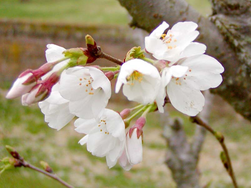 [cherry_blossom1.jpg]
