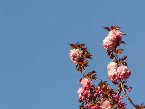[cherry_blossoms_blog.jpg]