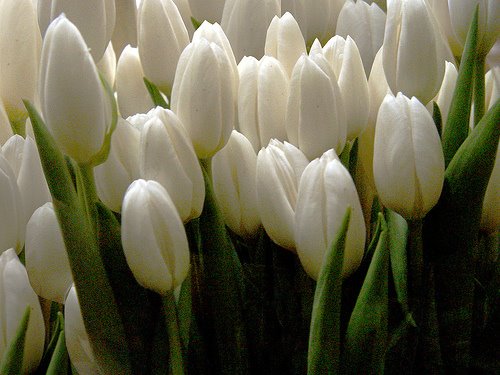 [tulipes+blanques+dias+de+oliveira.jpg]