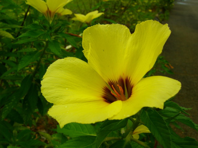 [yellowflower2.jpg]